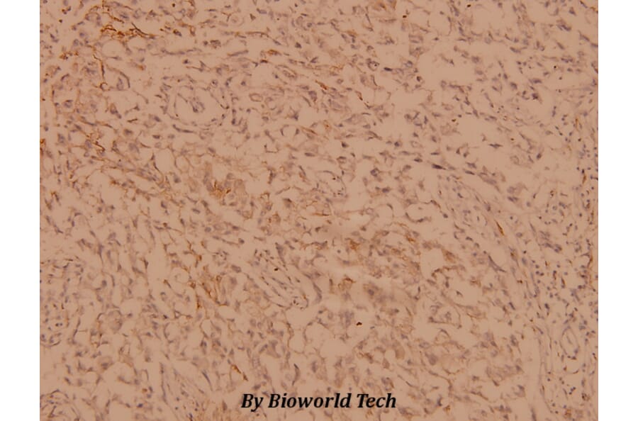 Anti-hnRNP C1/2 (G256) Antibody from Bioworld Technology (BS1753) - Antibodies.com