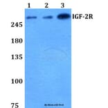Anti-IGF-2R (F2480) Antibody from Bioworld Technology (BS1755) - Antibodies.com