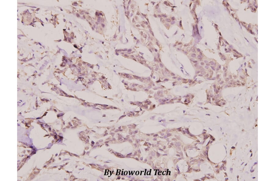Anti-IGF-2R (F2480) Antibody from Bioworld Technology (BS1755) - Antibodies.com