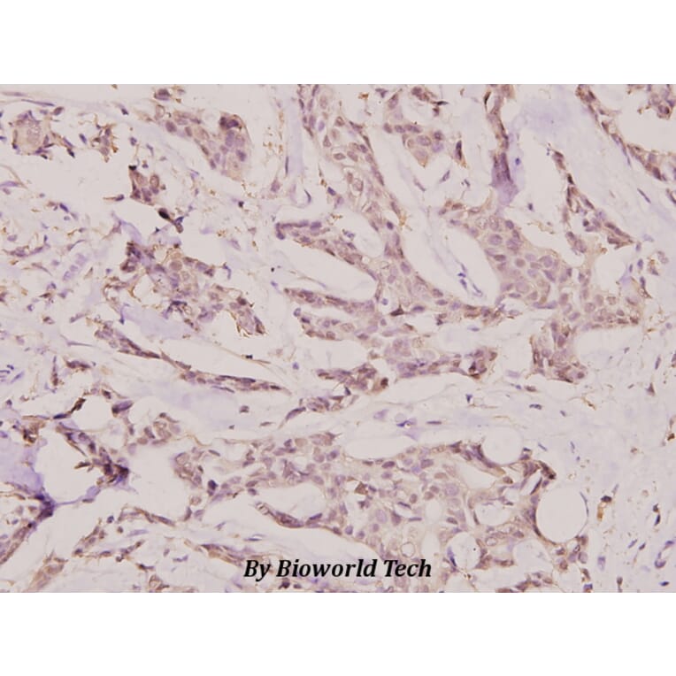Anti-IGF-2R (F2480) Antibody from Bioworld Technology (BS1755) - Antibodies.com