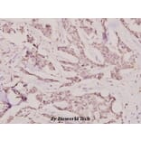 Anti-IGF-2R (F2480) Antibody from Bioworld Technology (BS1755) - Antibodies.com