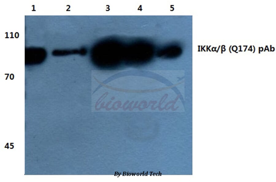 Anti-IKKα/β (Q174) Antibody from Bioworld Technology (BS1756) - Antibodies.com