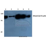 Anti-IKKα/β (Q174) Antibody from Bioworld Technology (BS1756) - Antibodies.com