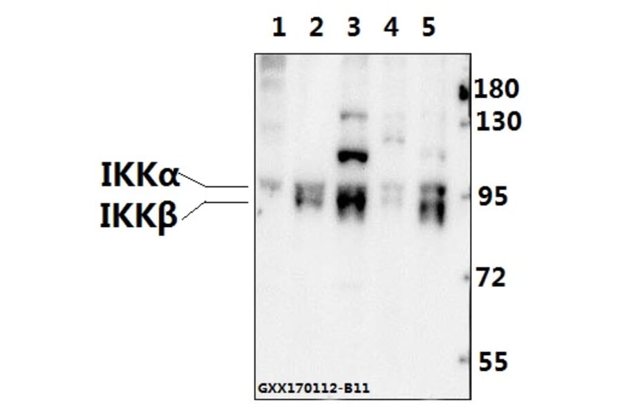 Anti-IKKα/β (Q174) Antibody from Bioworld Technology (BS1756) - Antibodies.com