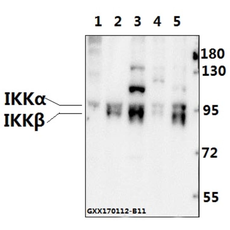 Anti-IKKα/β (Q174) Antibody from Bioworld Technology (BS1756) - Antibodies.com