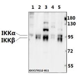 Anti-IKKα/β (Q174) Antibody from Bioworld Technology (BS1756) - Antibodies.com