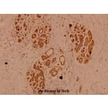 Anti-IKKα/β (Q174) Antibody from Bioworld Technology (BS1756) - Antibodies.com