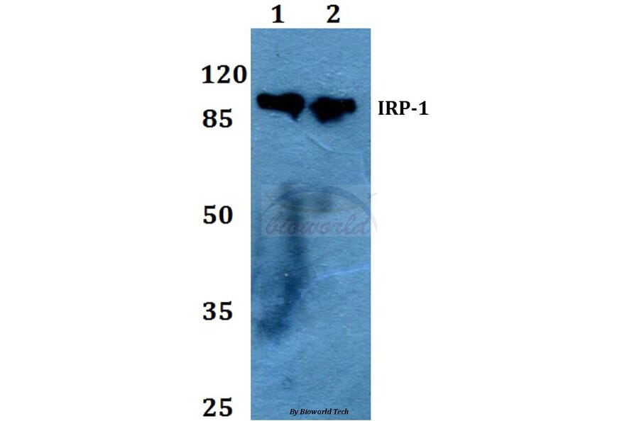 Anti-IRP-1 (N707) Antibody from Bioworld Technology (BS1761) - Antibodies.com