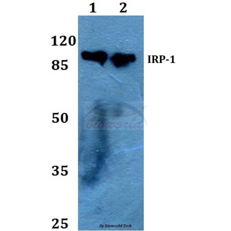 Anti-IRP-1 (N707) Antibody from Bioworld Technology (BS1761) - Antibodies.com