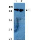Anti-IRP-1 (N707) Antibody from Bioworld Technology (BS1761) - Antibodies.com
