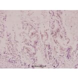 Anti-IRP-1 (N707) Antibody from Bioworld Technology (BS1761) - Antibodies.com