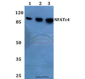 Anti-NFATc4 (N670) Antibody from Bioworld Technology (BS1762) - Antibodies.com