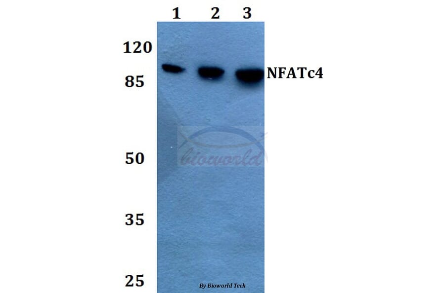 Anti-NFATc4 (N670) Antibody from Bioworld Technology (BS1762) - Antibodies.com