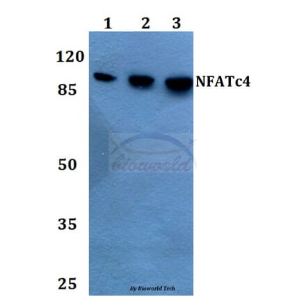 Anti-NFATc4 (N670) Antibody from Bioworld Technology (BS1762) - Antibodies.com