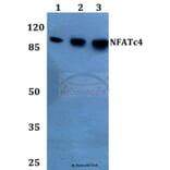 Anti-NFATc4 (N670) Antibody from Bioworld Technology (BS1762) - Antibodies.com