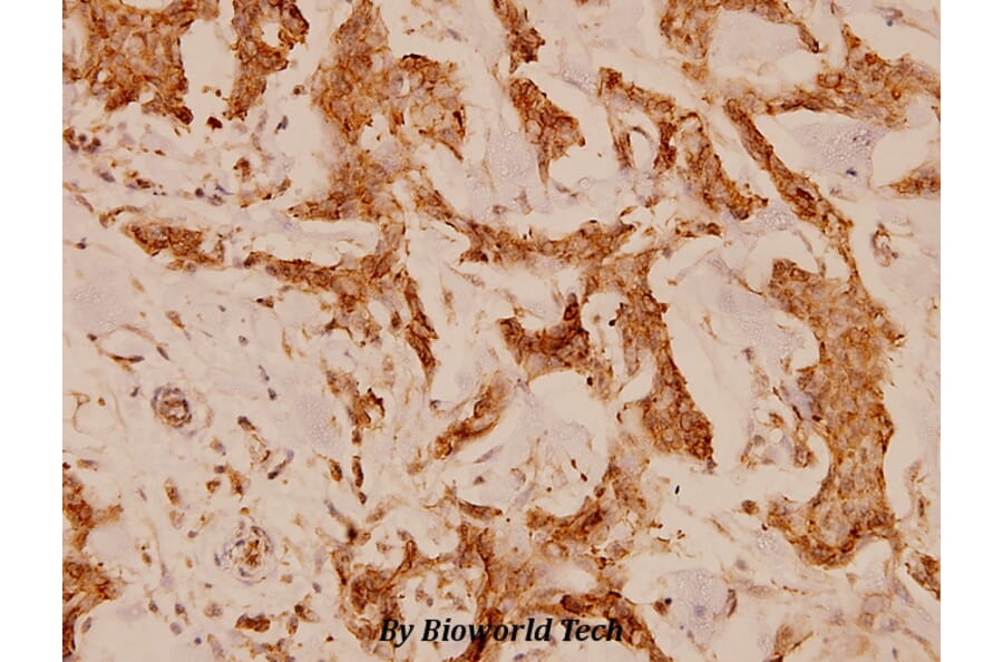 Anti-NFATc4 (N670) Antibody from Bioworld Technology (BS1762) - Antibodies.com