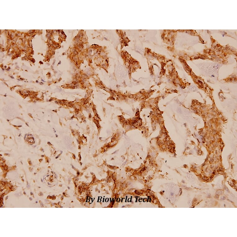 Anti-NFATc4 (N670) Antibody from Bioworld Technology (BS1762) - Antibodies.com