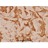 Anti-NFATc4 (N670) Antibody from Bioworld Technology (BS1762) - Antibodies.com