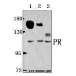 Anti-PR (A394) Antibody from Bioworld Technology (BS1766) - Antibodies.com