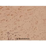 Anti-SSB (T362) Antibody from Bioworld Technology (BS1770) - Antibodies.com