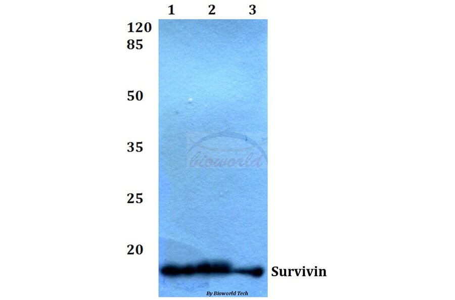 Anti-Survivin (N111) Antibody from Bioworld Technology (BS1771) - Antibodies.com