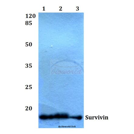 Anti-Survivin (N111) Antibody from Bioworld Technology (BS1771) - Antibodies.com