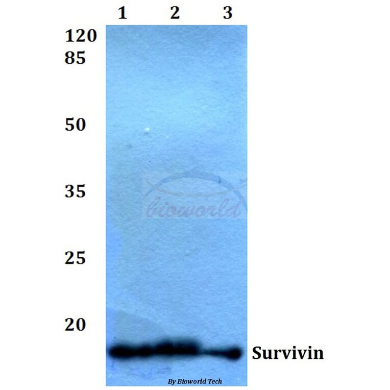 Anti-Survivin (N111) Antibody from Bioworld Technology (BS1771) - Antibodies.com