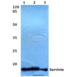 Anti-Survivin (N111) Antibody from Bioworld Technology (BS1771) - Antibodies.com