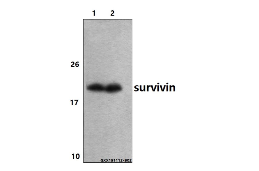 Anti-Survivin (N111) Antibody from Bioworld Technology (BS1771) - Antibodies.com