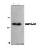 Anti-Survivin (N111) Antibody from Bioworld Technology (BS1771) - Antibodies.com
