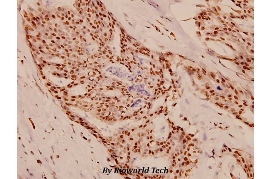 Anti-Survivin (N111) Antibody from Bioworld Technology (BS1771) - Antibodies.com
