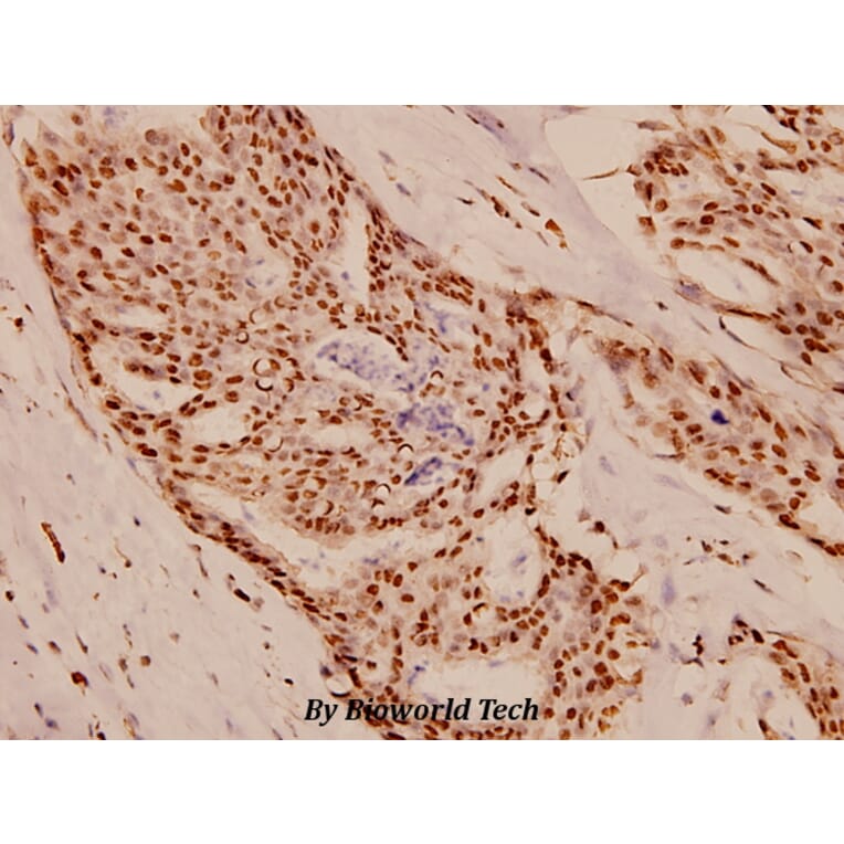 Anti-Survivin (N111) Antibody from Bioworld Technology (BS1771) - Antibodies.com