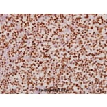 Anti-VDR (N204) Antibody from Bioworld Technology (BS1774) - Antibodies.com