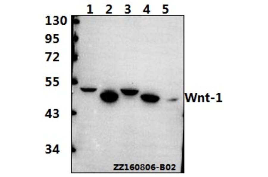 Anti-Wnt-1 (G331) Antibody from Bioworld Technology (BS1777) - Antibodies.com