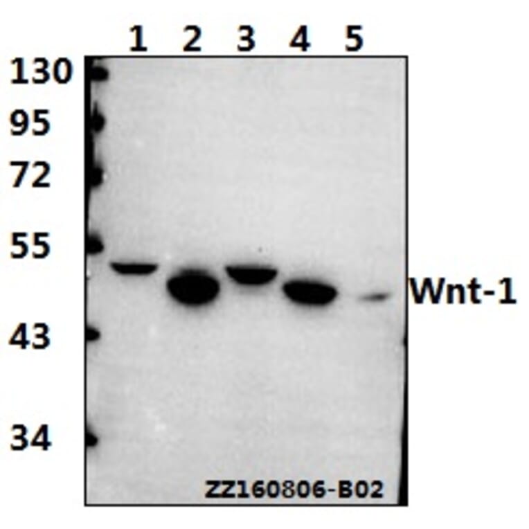 Anti-Wnt-1 (G331) Antibody from Bioworld Technology (BS1777) - Antibodies.com