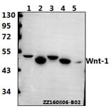 Anti-Wnt-1 (G331) Antibody from Bioworld Technology (BS1777) - Antibodies.com