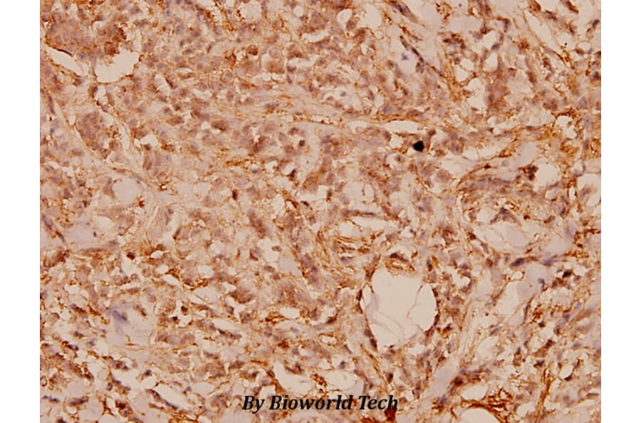 Anti-Wnt-1 (G331) Antibody from Bioworld Technology (BS1777) - Antibodies.com