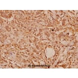 Anti-Wnt-1 (G331) Antibody from Bioworld Technology (BS1777) - Antibodies.com