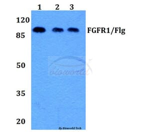 Anti-FGFR1 (L760) Antibody from Bioworld Technology (BS1778) - Antibodies.com
