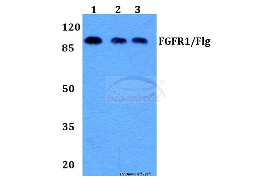 Anti-FGFR1 (L760) Antibody from Bioworld Technology (BS1778) - Antibodies.com