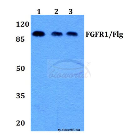 Anti-FGFR1 (L760) Antibody from Bioworld Technology (BS1778) - Antibodies.com