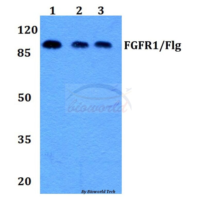 Anti-FGFR1 (L760) Antibody from Bioworld Technology (BS1778) - Antibodies.com