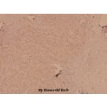 Anti-FGFR1 (L760) Antibody from Bioworld Technology (BS1778) - Antibodies.com