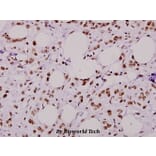 Anti-Rsk-1 (E567) Antibody from Bioworld Technology (BS1779) - Antibodies.com