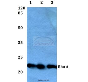 Anti-Rho A (R182) Antibody from Bioworld Technology (BS1782) - Antibodies.com