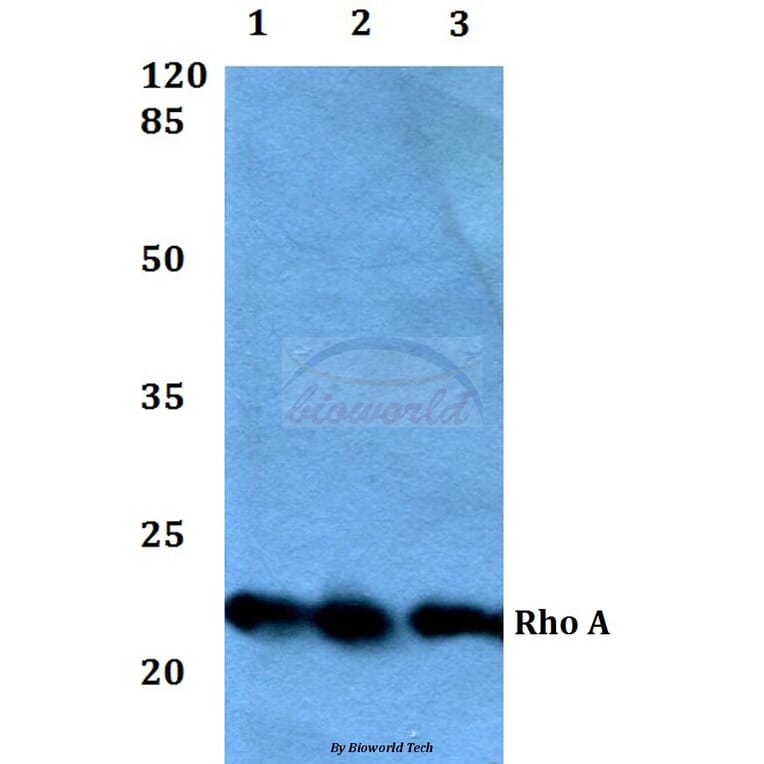 Anti-Rho A (R182) Antibody from Bioworld Technology (BS1782) - Antibodies.com