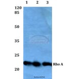Anti-Rho A (R182) Antibody from Bioworld Technology (BS1782) - Antibodies.com