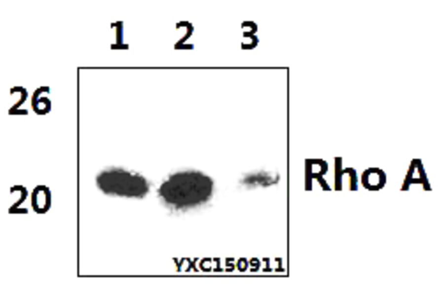 Anti-Rho A (R182) Antibody from Bioworld Technology (BS1782) - Antibodies.com