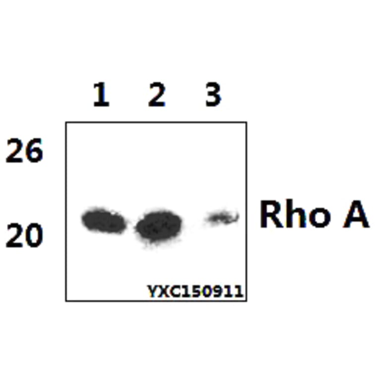 Anti-Rho A (R182) Antibody from Bioworld Technology (BS1782) - Antibodies.com