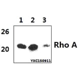 Anti-Rho A (R182) Antibody from Bioworld Technology (BS1782) - Antibodies.com